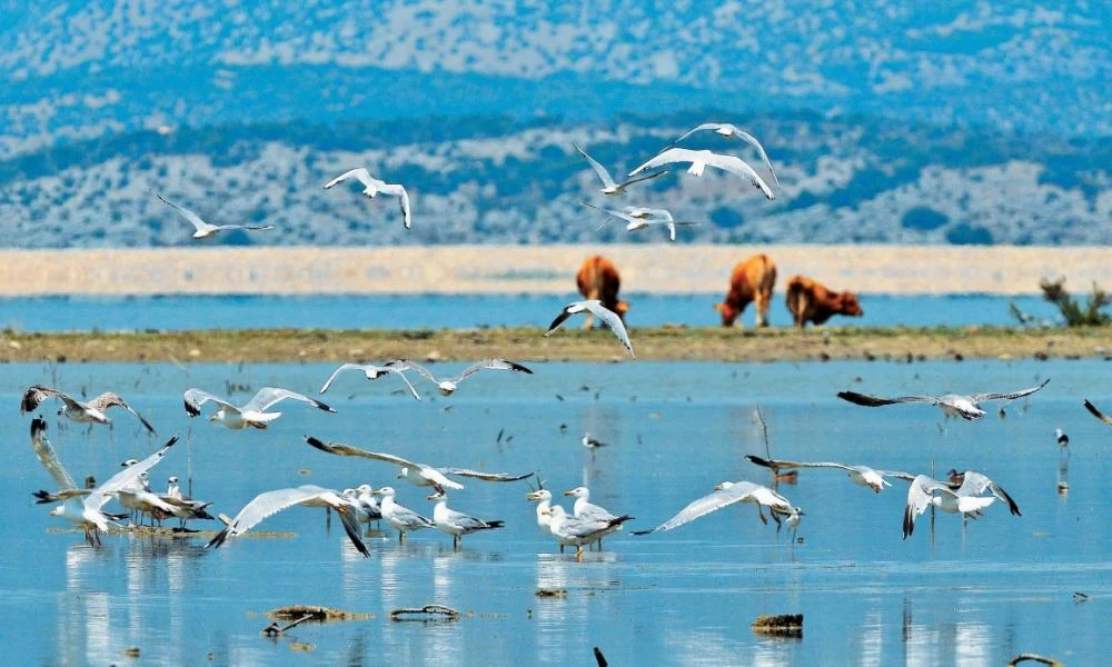 Λίμνη Κάρλα: Ένας από τους πιο σημαντικούς υγρότοπους της Ελλάδας